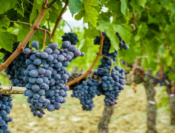 8 Tips Cara Menanam Anggur Cepat Berbuah