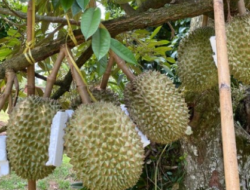12 Rahasia Cara Menanam Pohon Durian Cepat Panen