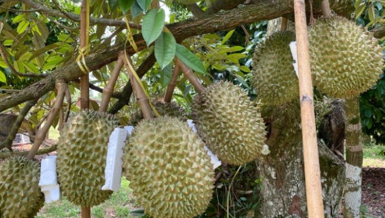 Cara Menanam Durian Montong
