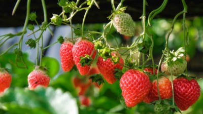 12 Cara Menanam Strawberry Dari Biji