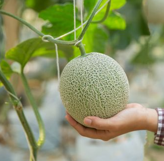 Cara Menanam Melon