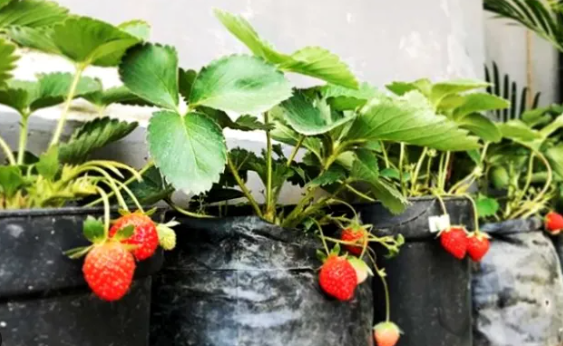  Cara Menanam Strawberry (untuk pemula)